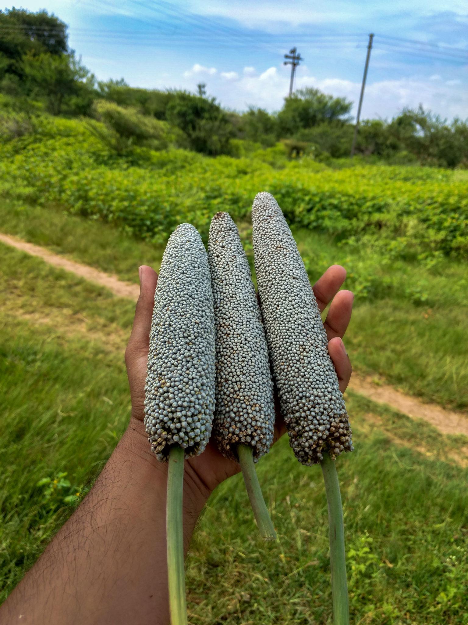 The Millet Mission